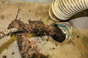 Roots Affect Your Sewer Lines in vancouver